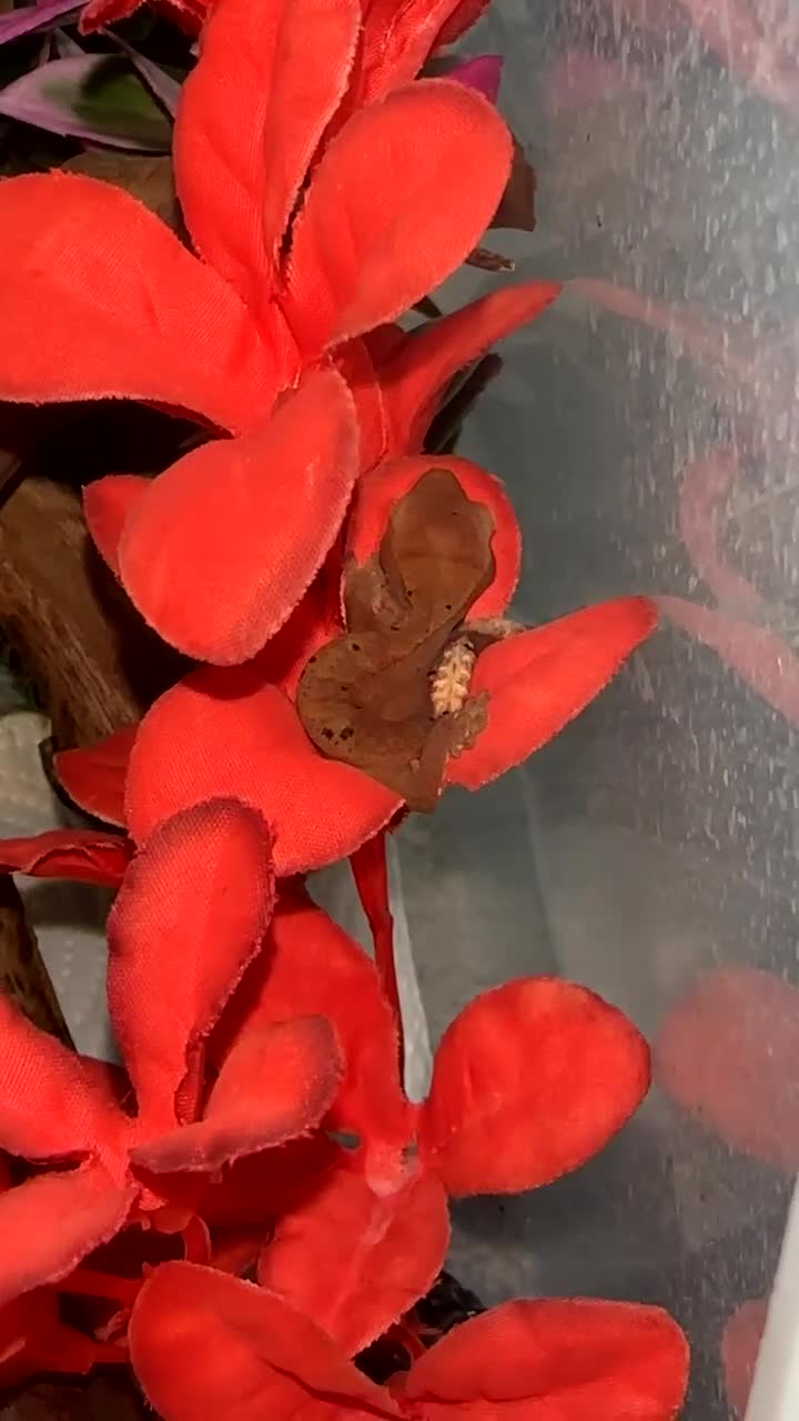Gecko reptiles for sale: Young Crested Geckos - Video 1