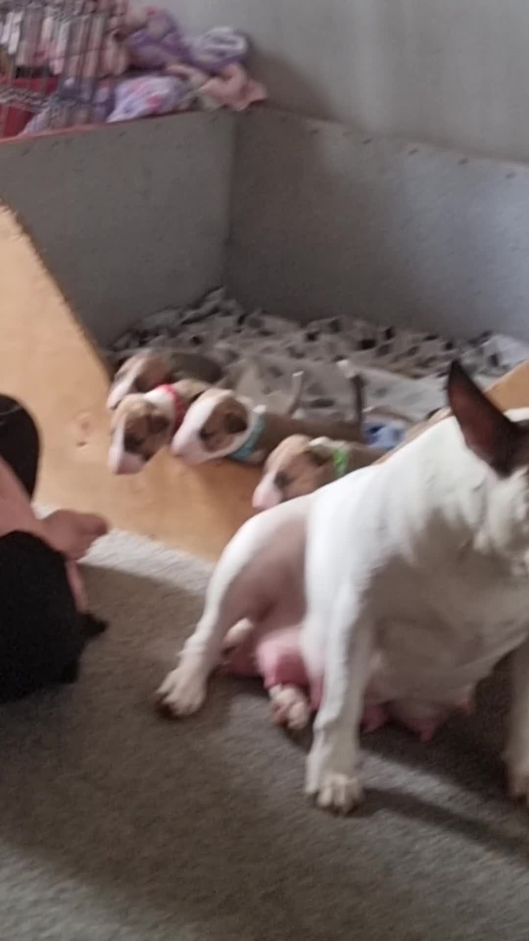 English Bull Terrier dogs for sale: English bull terrier  - Video 3