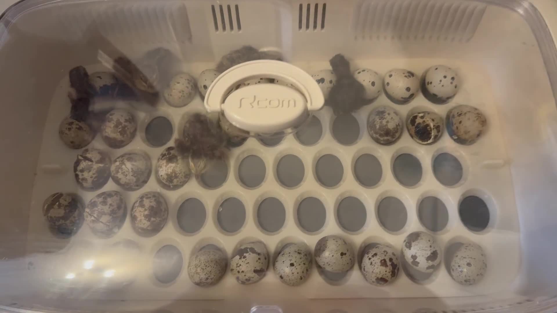 Quail poultry for sale: 3 MALE COTURNIX QUAIL, HATCHLINGS & EGGS FOR SALE - Video 1