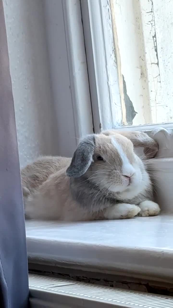 Mixed Breed rabbits for sale: Male rabbit looking for his forever home 💔 - Video 2