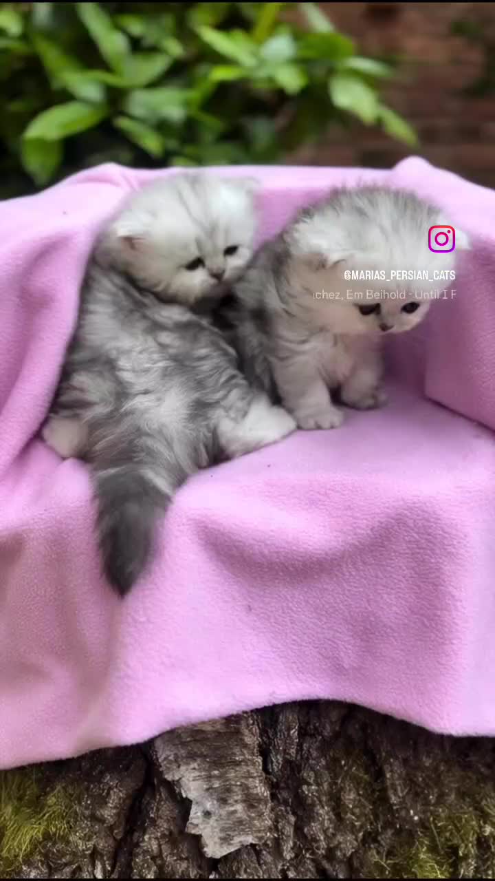 Persian cats for sale: 🎀4 BOYS LEFT!! 🎀Persian Chinchilla Kittens 💎 - Video 5