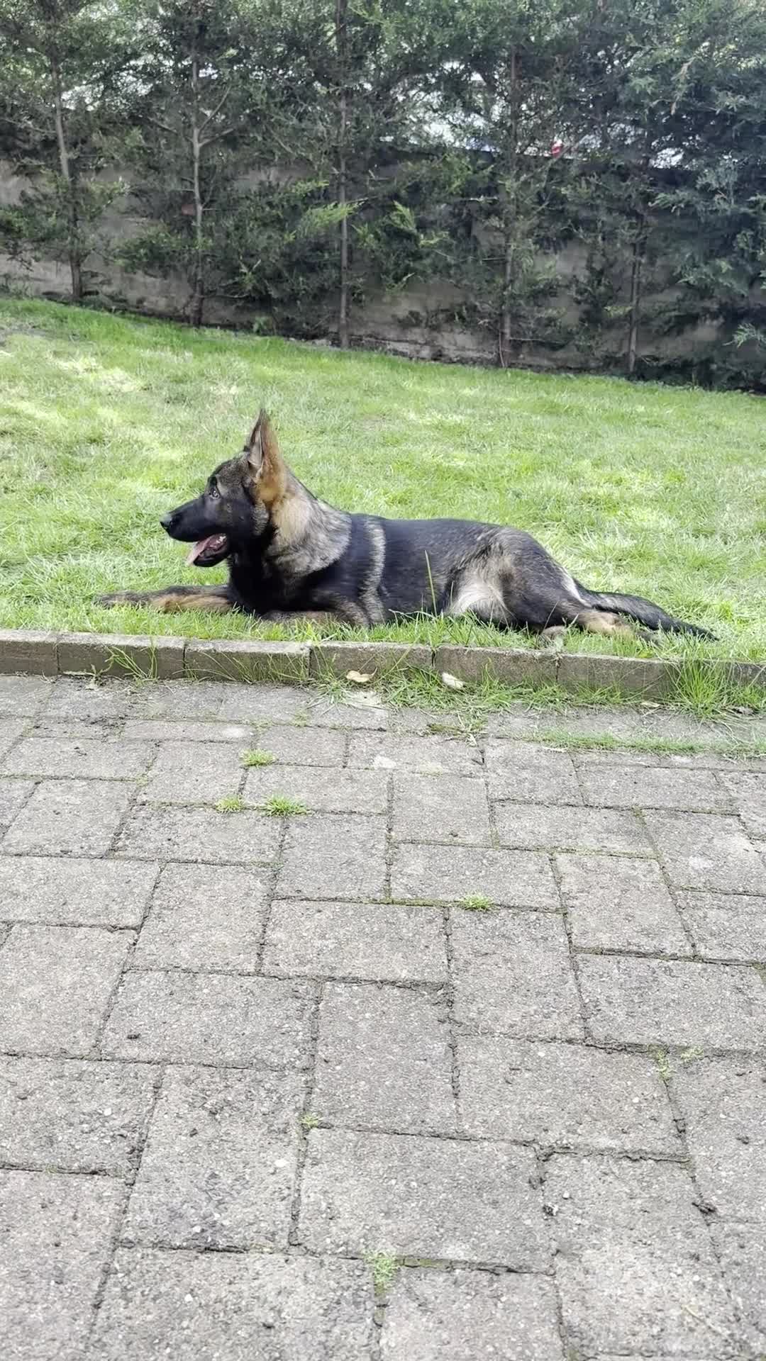 German Shepherd dogs for sale: German Shepherd Puppies Exceptional Bloodlines - Video 1