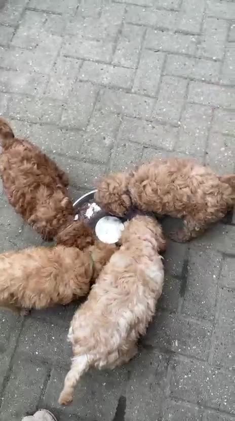 Miniature Poodle dogs for sale: High-Standard Miniature Poodle Boys–Ready to LEAVE - Video 2