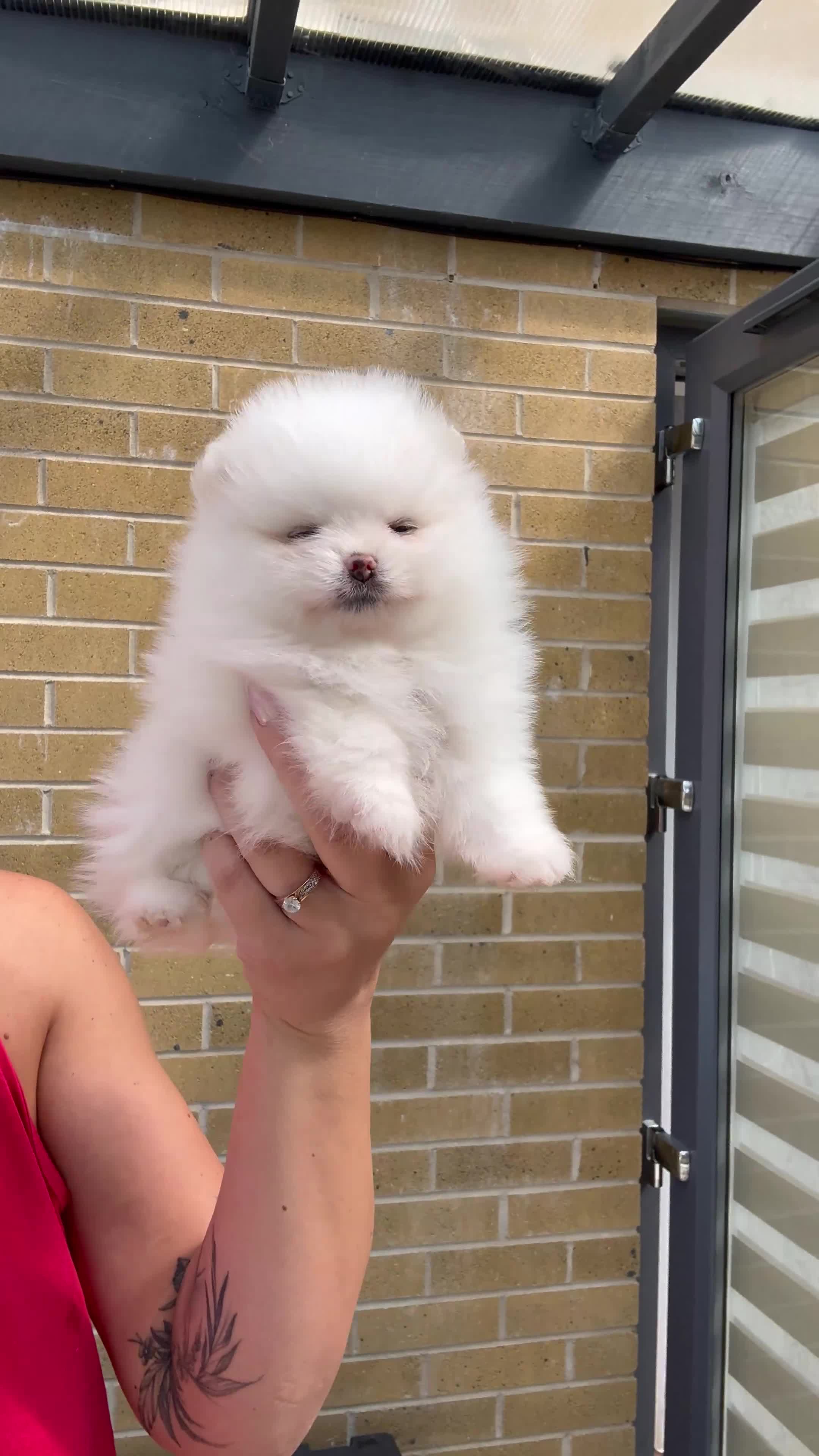 Pomeranian dogs for sale: High quality KC reg puppies from imported lines - Video 3