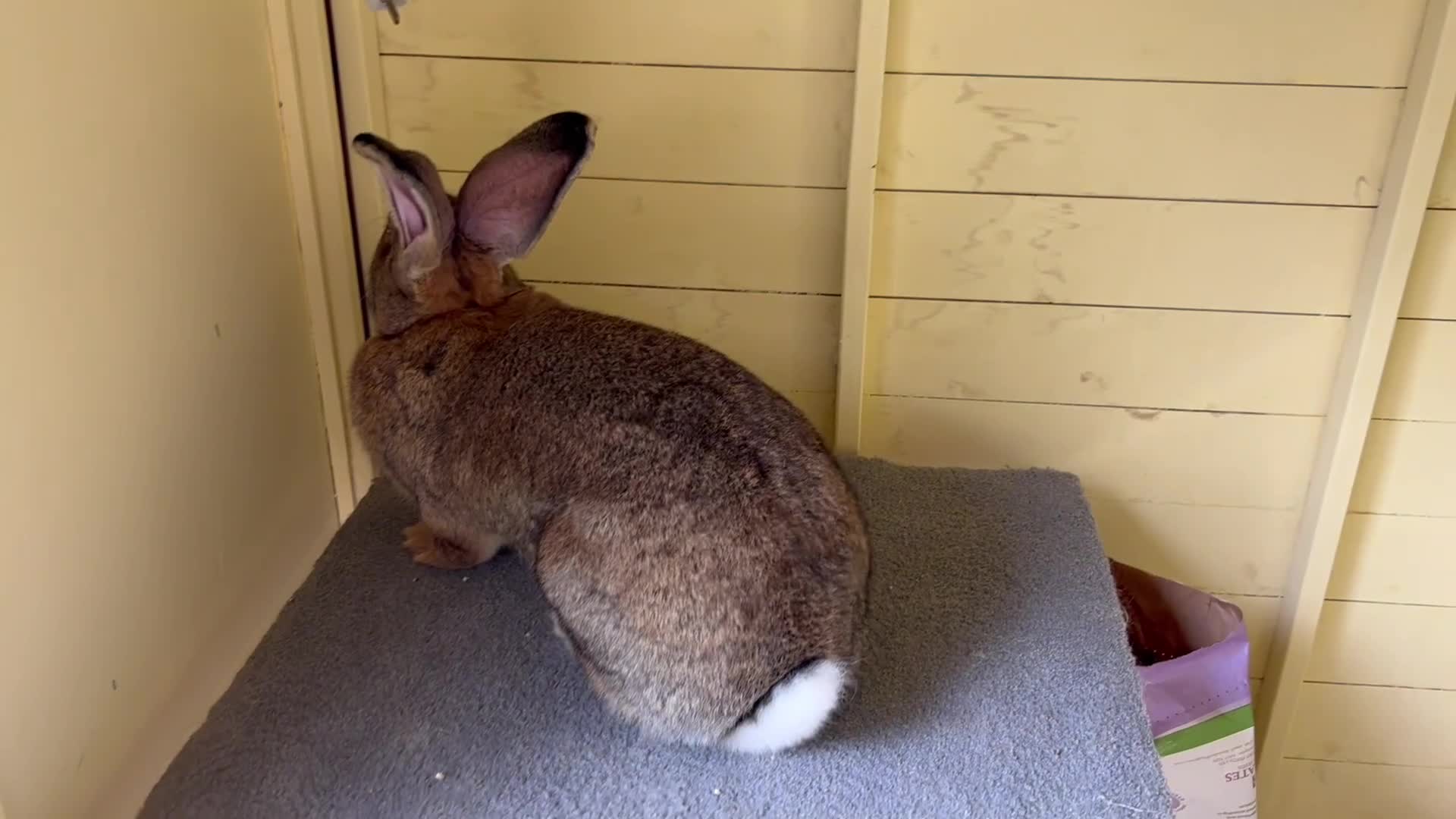 Continental Giant rabbits for sale: Gigant continental  - Video 1