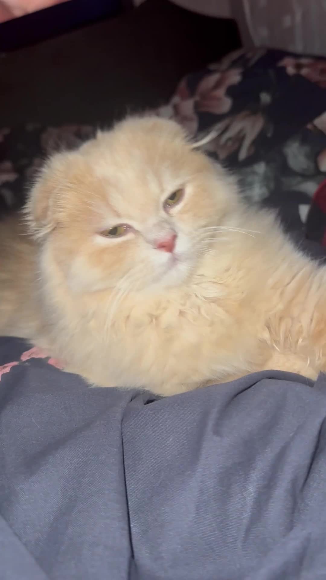 Scottish Fold cats for sale: Male Scottish fold - Video 1