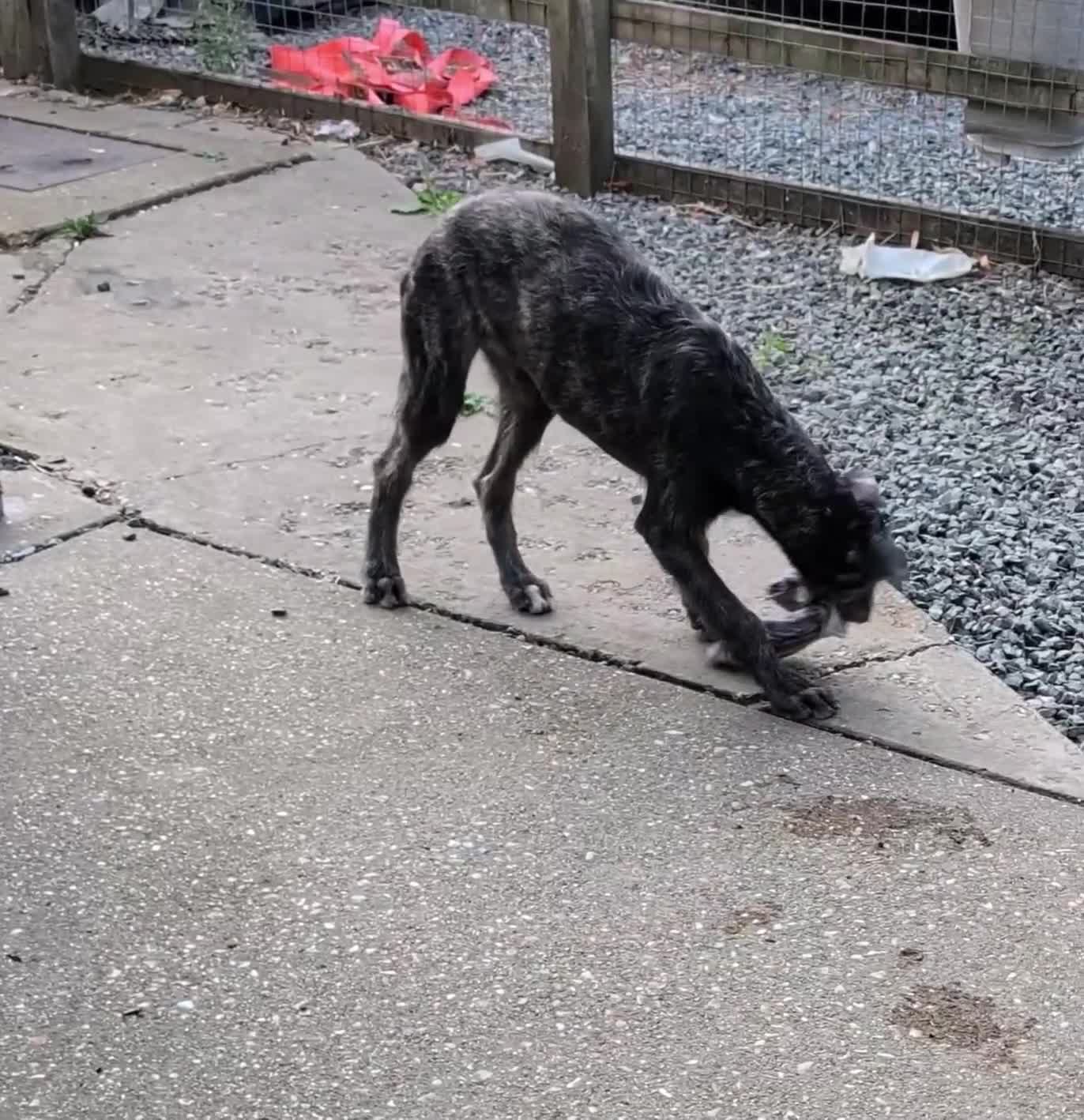 Deerhound dogs for sale: Stunning KC Registered Deerhound Puppy  - Video 2