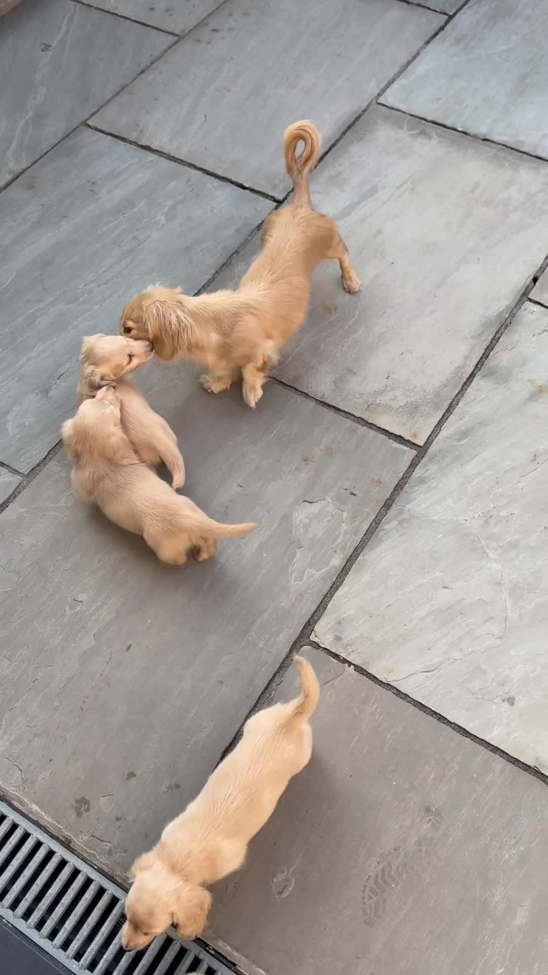Miniature Dachshund dogs for sale: Miniature dachshund country cream BOY AVAILABLE  - Video 1
