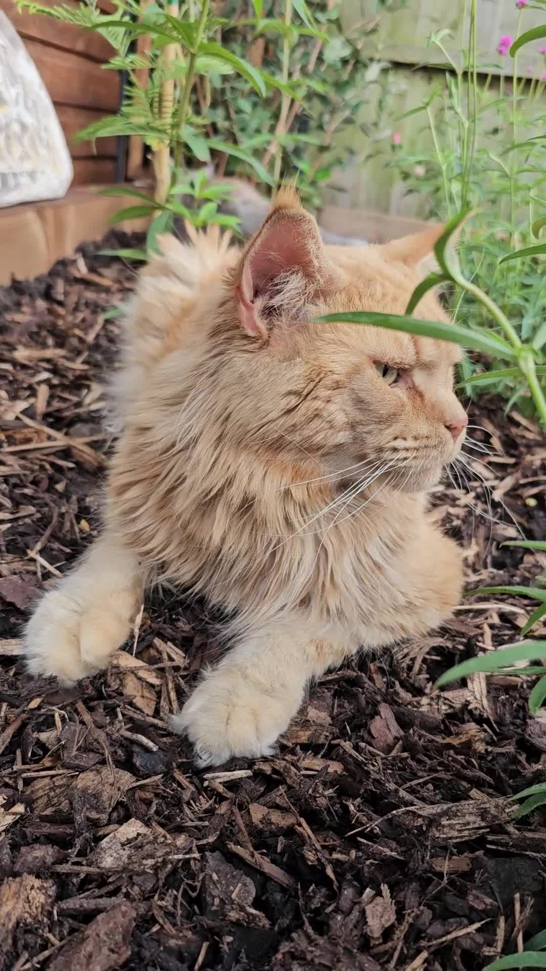 Maine Coon cats for sale: Beautiful Maine Coon kittens  - Video 1
