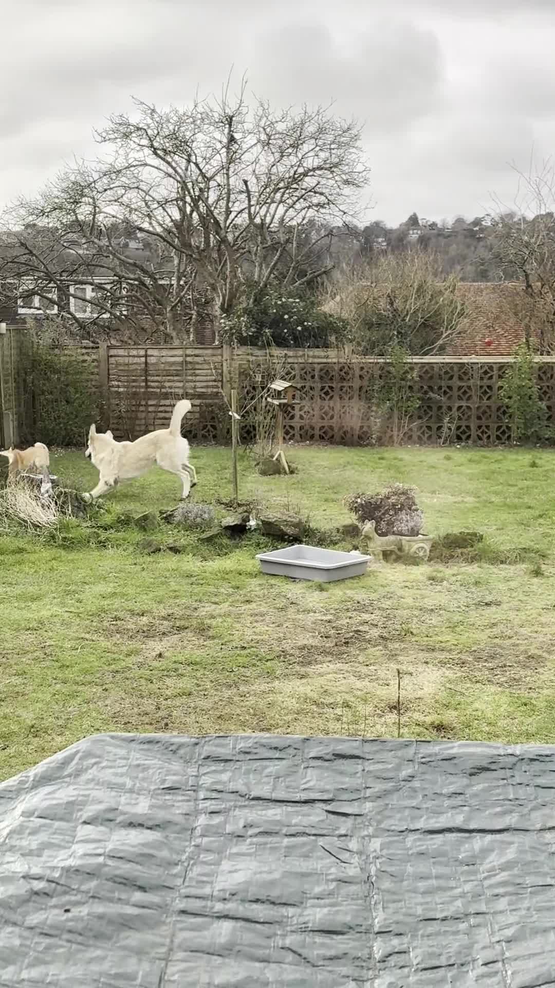 Mixed Breed dogs for sale: Gorgeous goofy Asprouli looking for his home - Video 2