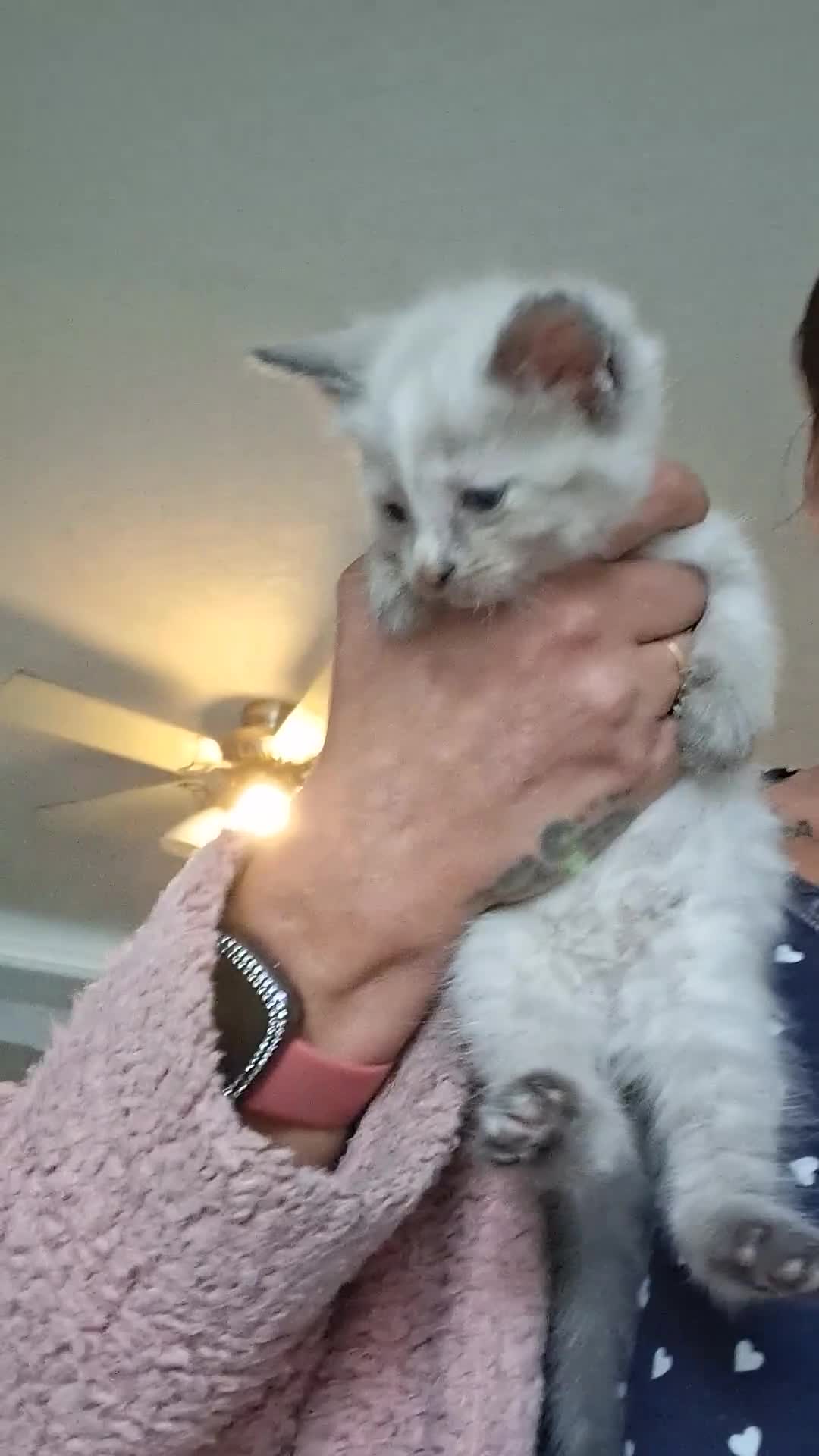 Norwegian Forest Cat cats for sale: HALF Norwegian Forest Kittens!!! - Video 2