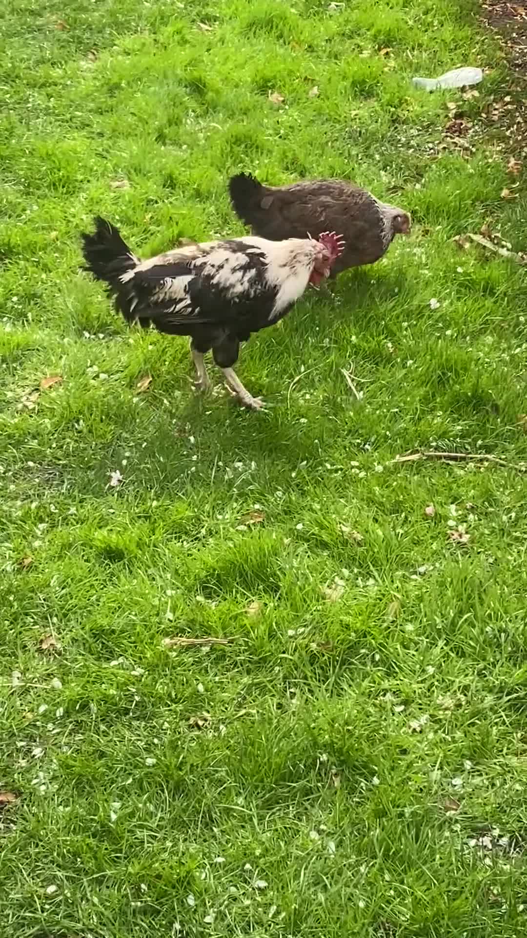 Chickens poultry for sale: Pair of Dorking and Cuckoo Chickens £35 pair - Video 1