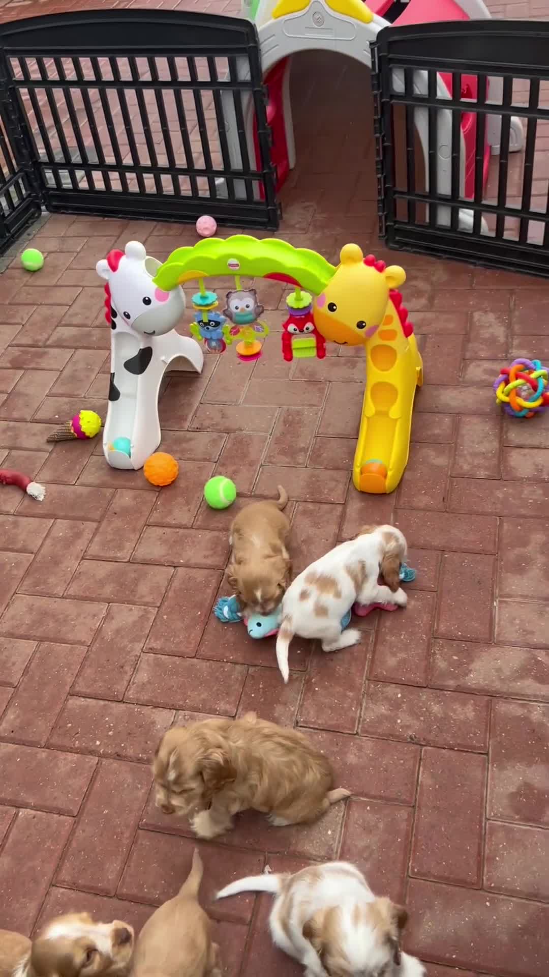 Cocker Spaniel dogs for sale: 4⭐️Licensed KC Reg English Show Cocker Spaniel - Video 3