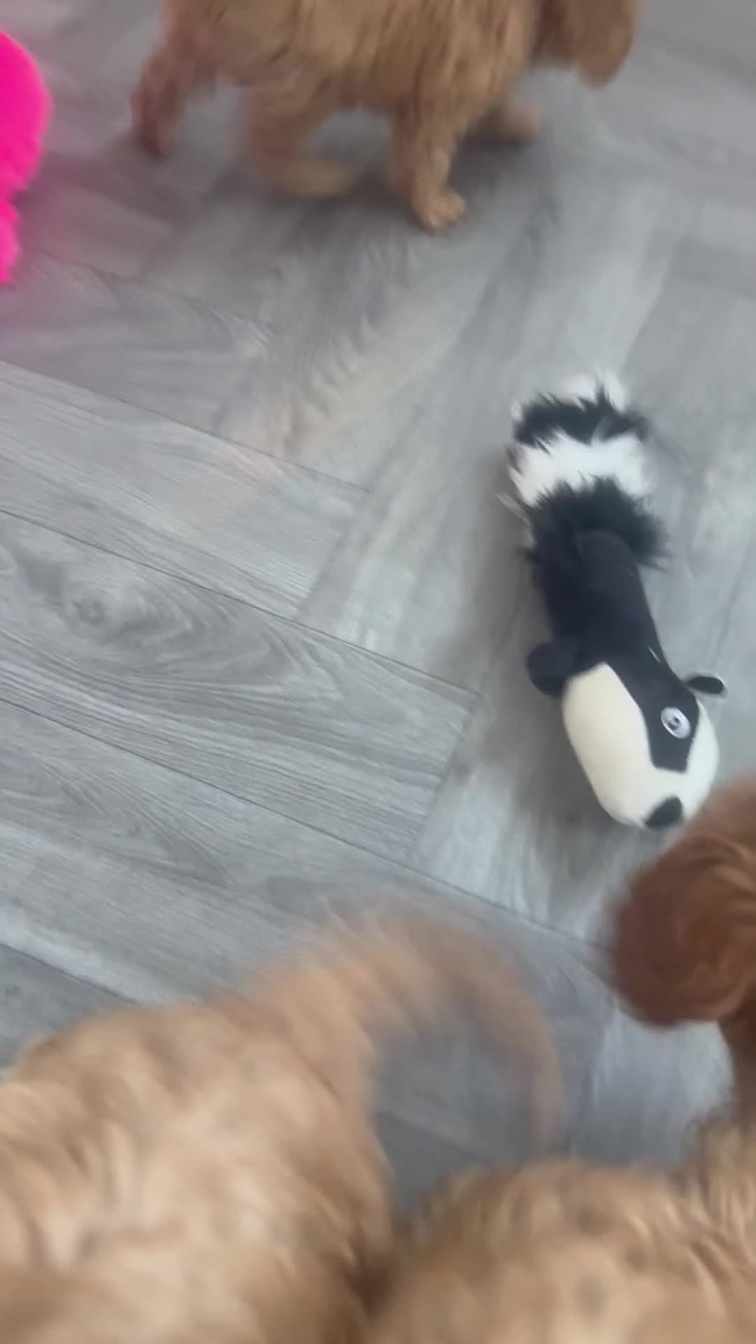 Cavapoo dogs for sale: 5 beautiful F1 cavapoo puppies - Video 1