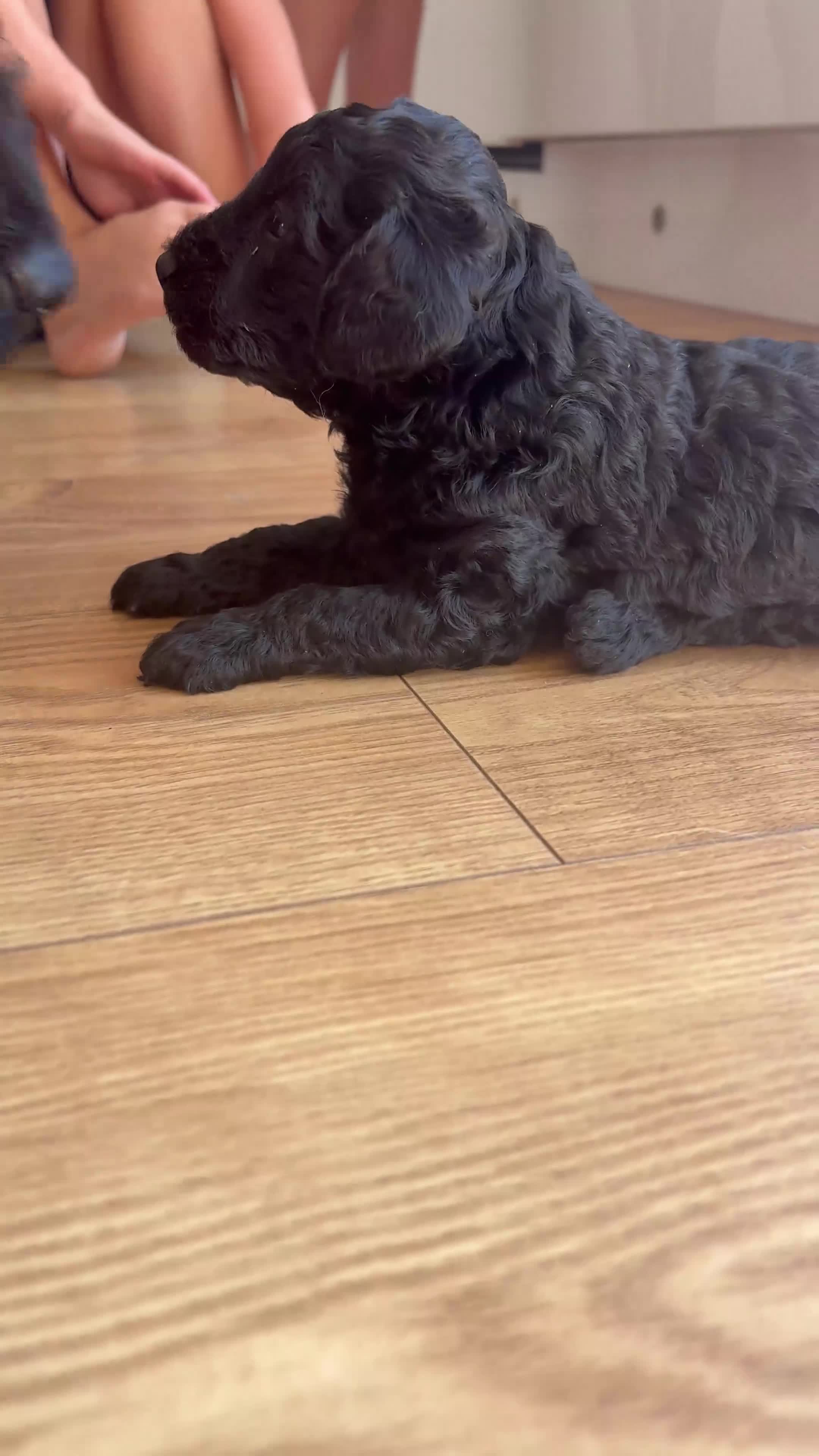 Labradoodle dogs for sale: Miniature labradoodle puppies  - Video 1
