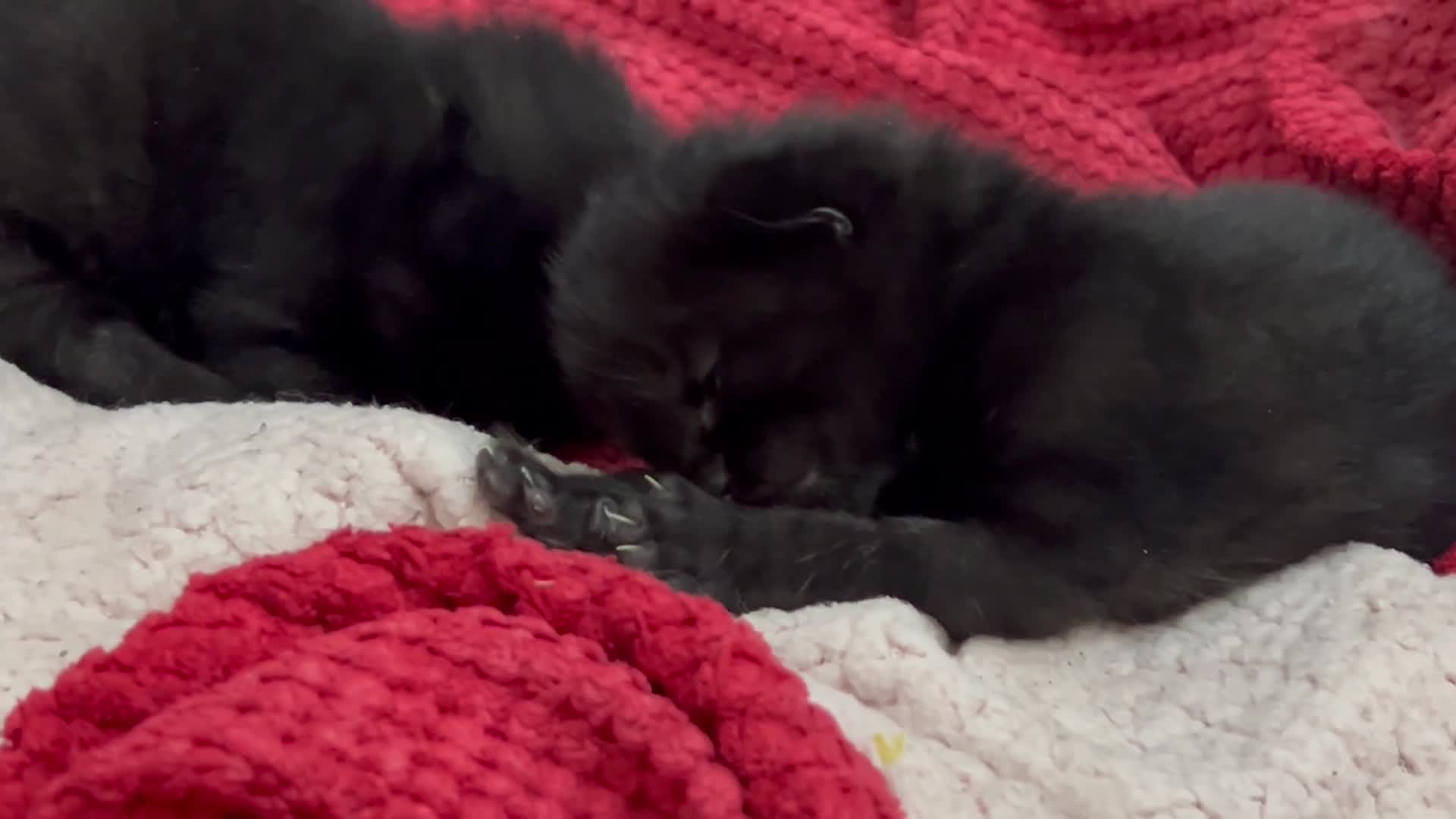 Mixed Breed cats for sale: Two beautiful black kittens  in Glasgow - Video 1