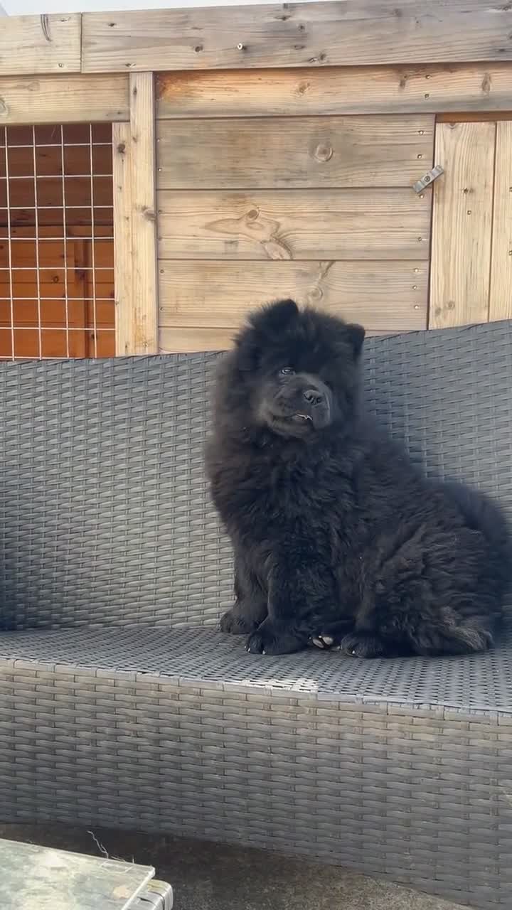 Chow Chow dogs for sale: Ready to leave Now! Gorgeous Black Chows 🐾 - Video 1
