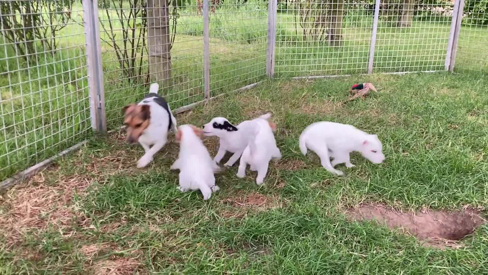 Jack Russell dogs for sale: Jack Russell puppies - Video 2