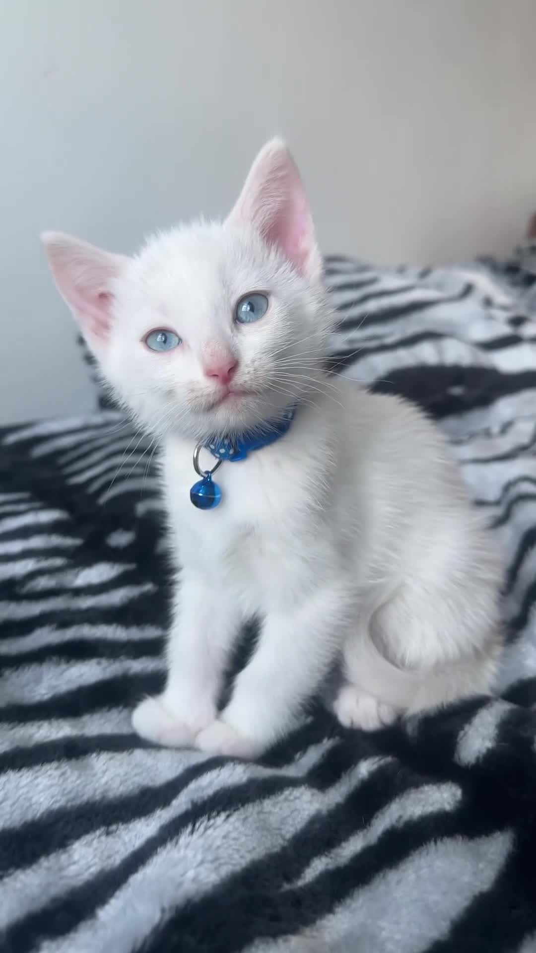 Mixed Breed cats for sale: White male Kitten - Video 1