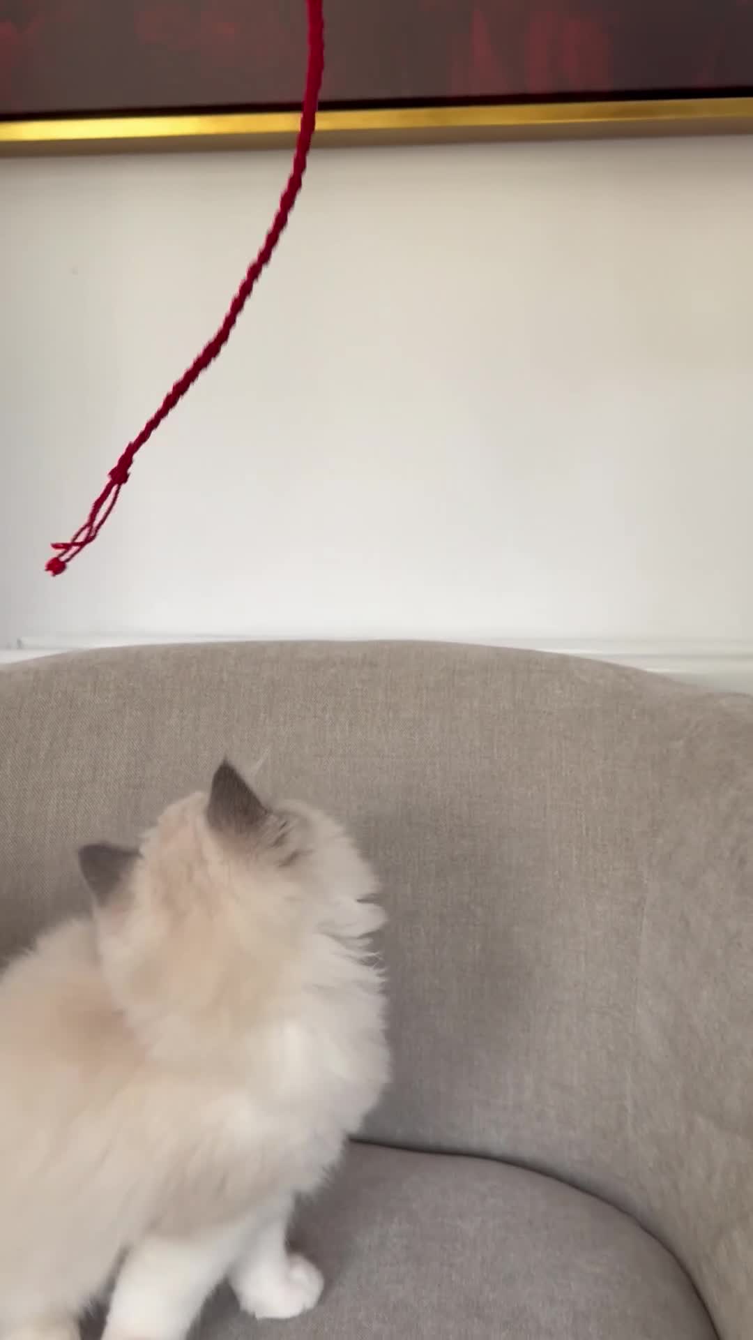 Ragdoll cats for sale: Blue Bicolour Ragdoll Male kitten - Video 2