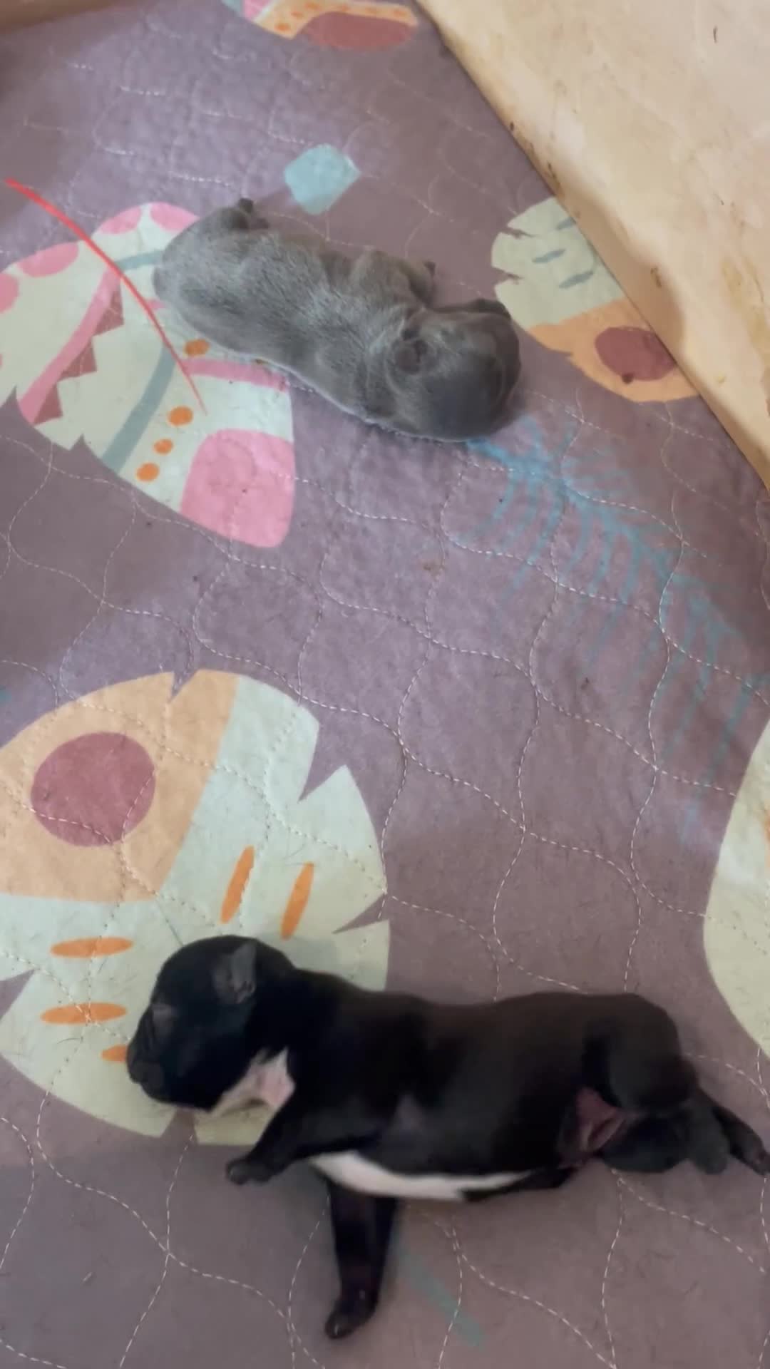 French Bulldog dogs for sale: KC Reg Frenchie Puppies - Video 1
