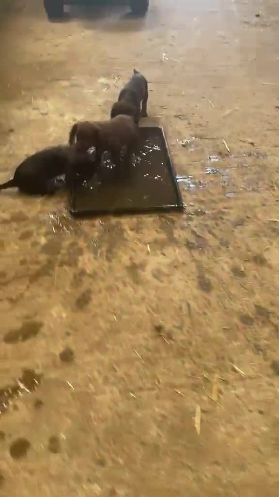 Cocker Spaniel dogs for sale: Elite FTCH Penwills Charlie of Winhocklin Puppies - Video 1