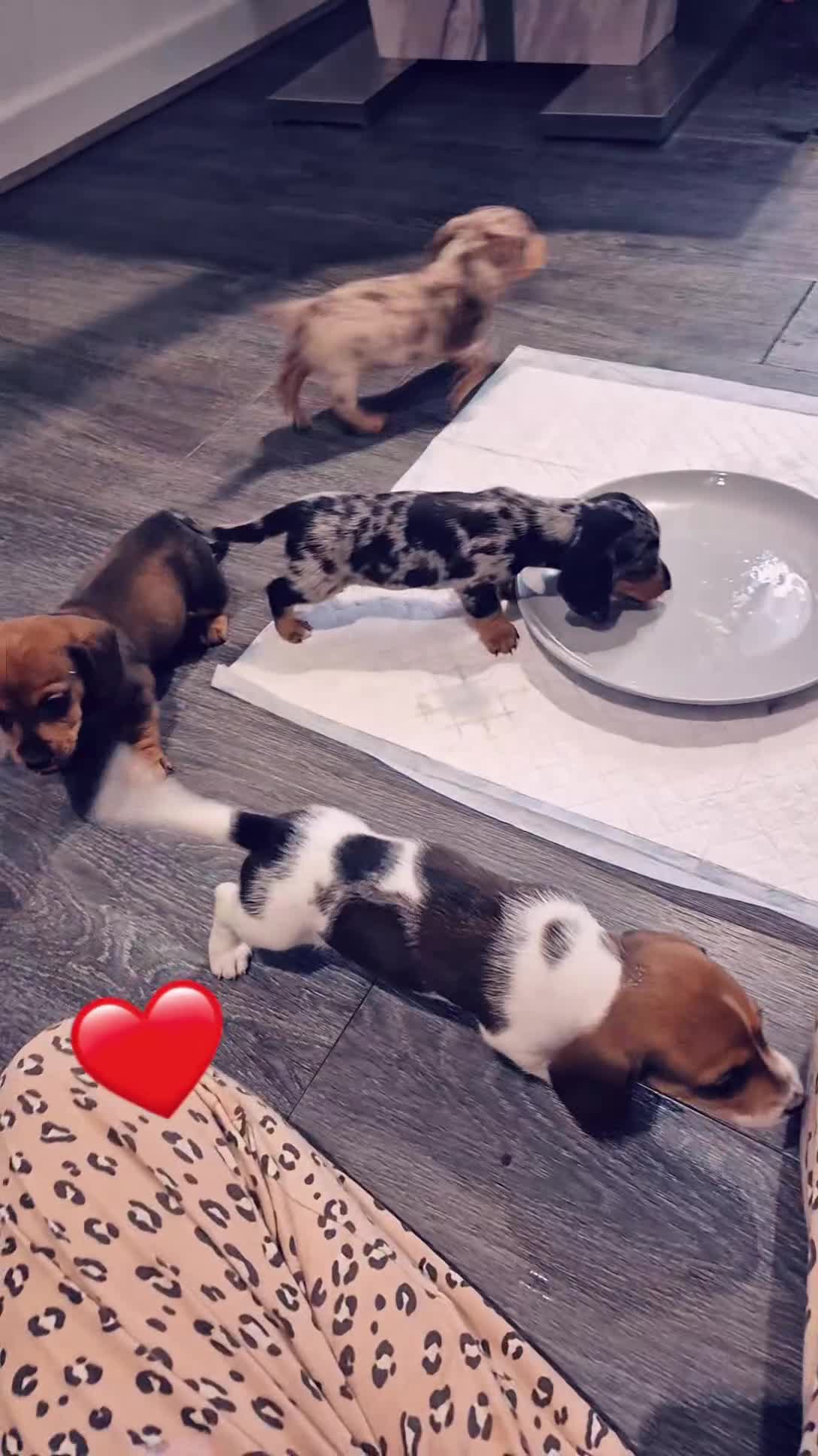 Miniature Dachshund dogs for sale: Beautiful miniature dashound puppies - Video 1
