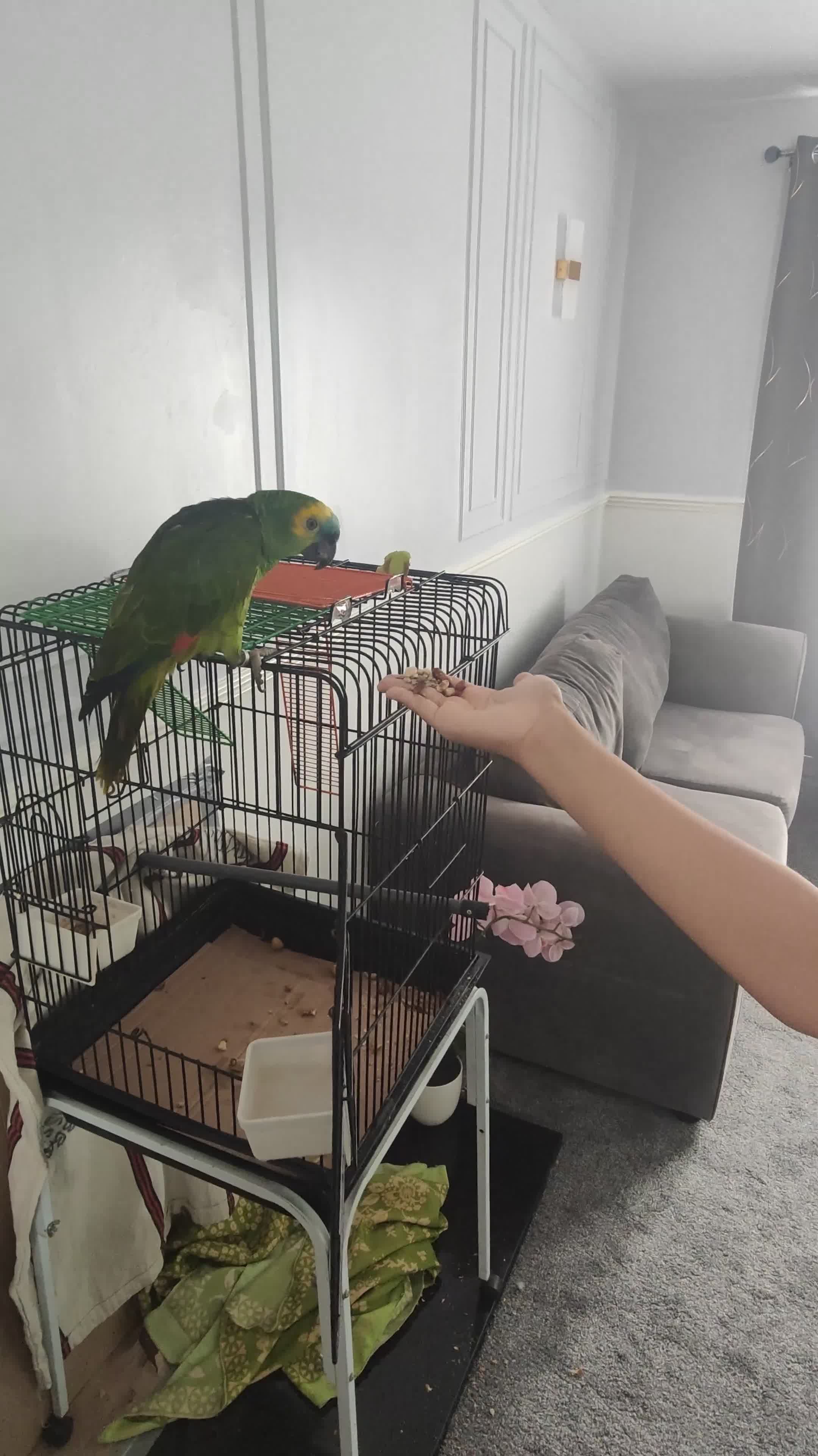 Parrots birds for sale: Beautiful Blue Fronted Amazon Parrot 6 years old in Worcester - Video 2