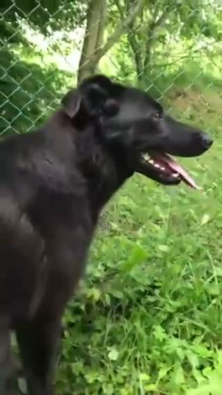 Mixed Breed dogs for adoption: ❤️🐶 NORA: CLEVER, LOVING WITH PERFECT HOME SKILLS - Video 2