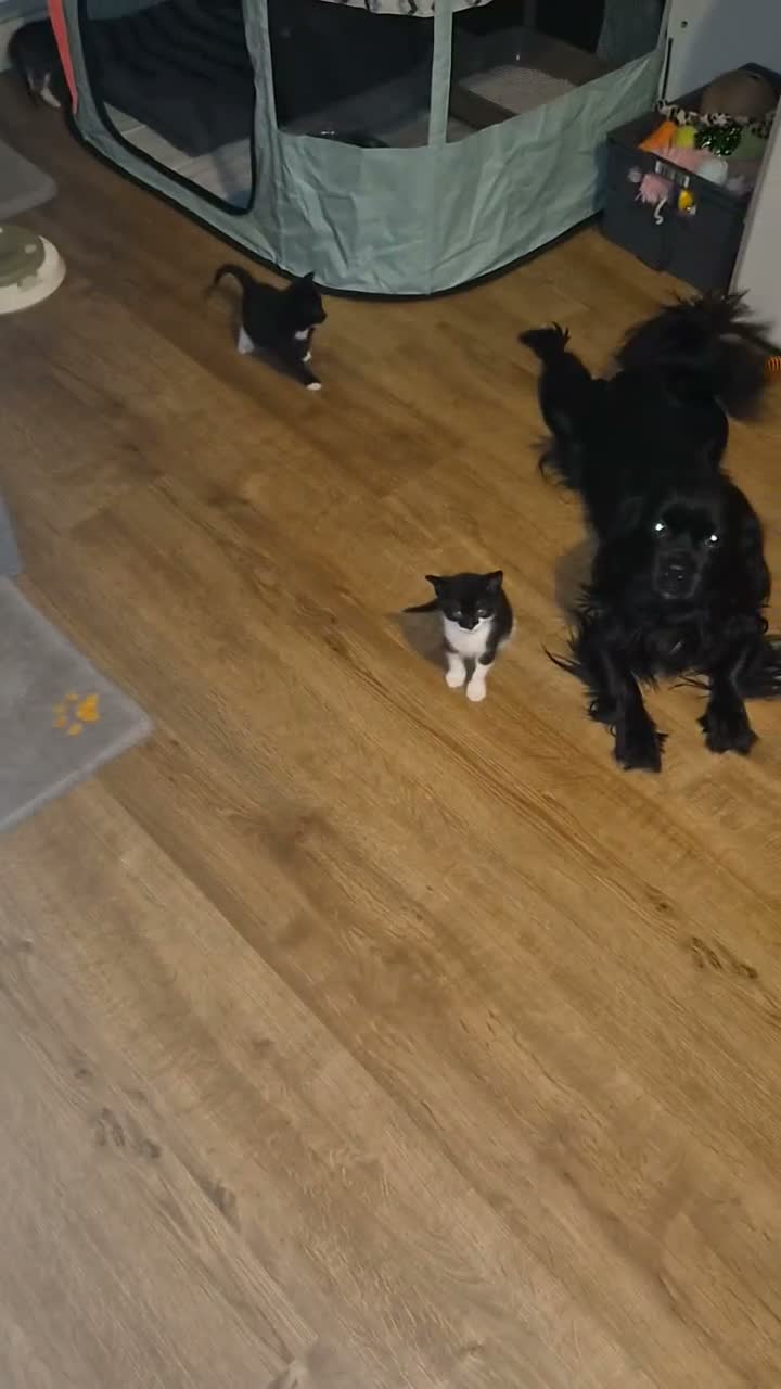 Mixed Breed cats for sale: Black cats ready for spooky season - Video 2