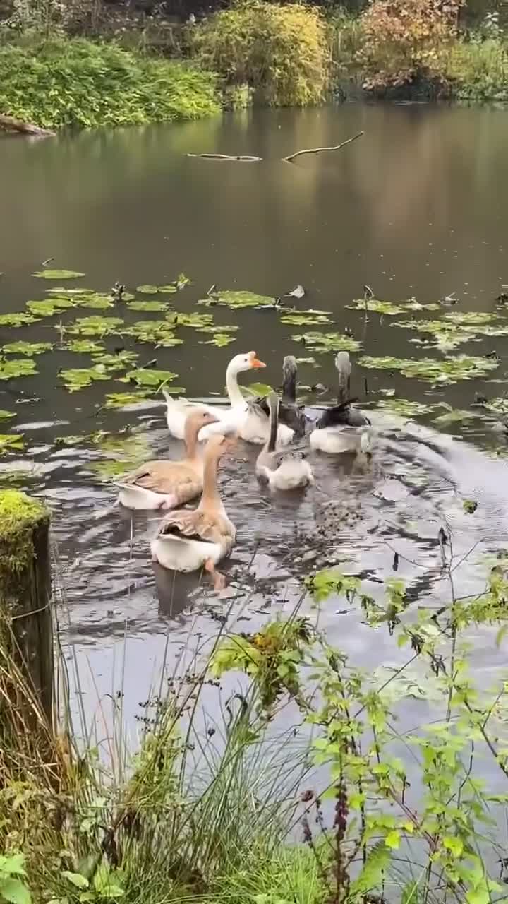 Geese poultry for sale: goose in Bolton - Video 2