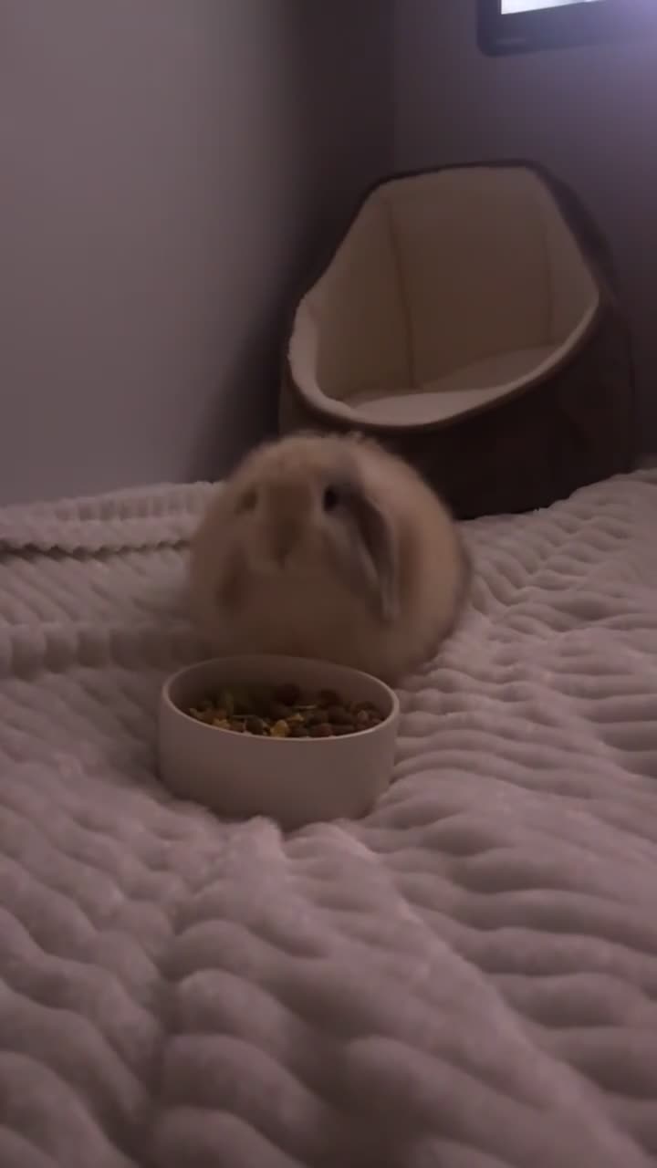 English Lop rabbits for sale: Beautiful Lop Bunny for Rehoming - Video 1