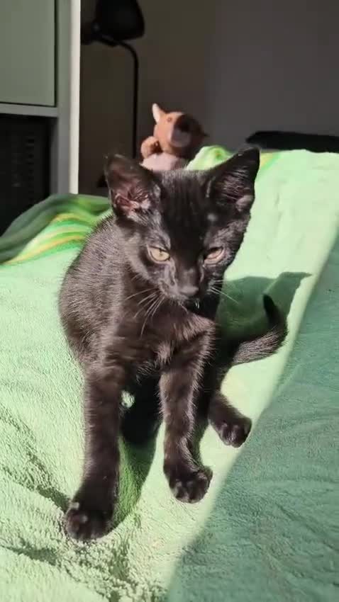 Mixed Breed cats for sale: 2 beautiful black tabby kittens (sisters) in Swindon - Video 1