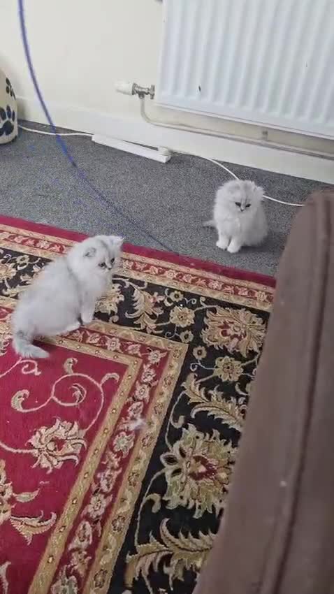 Persian cats for sale: Persian kitties in Alloa - Video 1