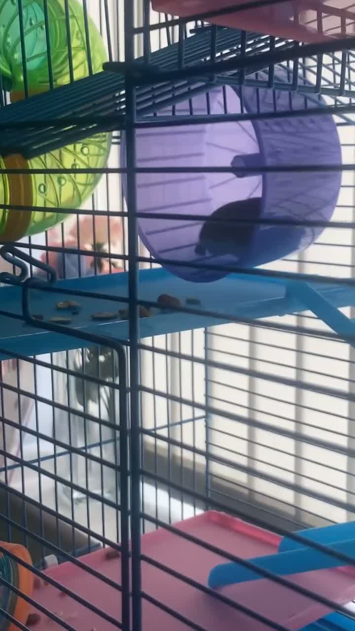 Hamster rodents for sale: Russian dwarf hamster  - Video 2