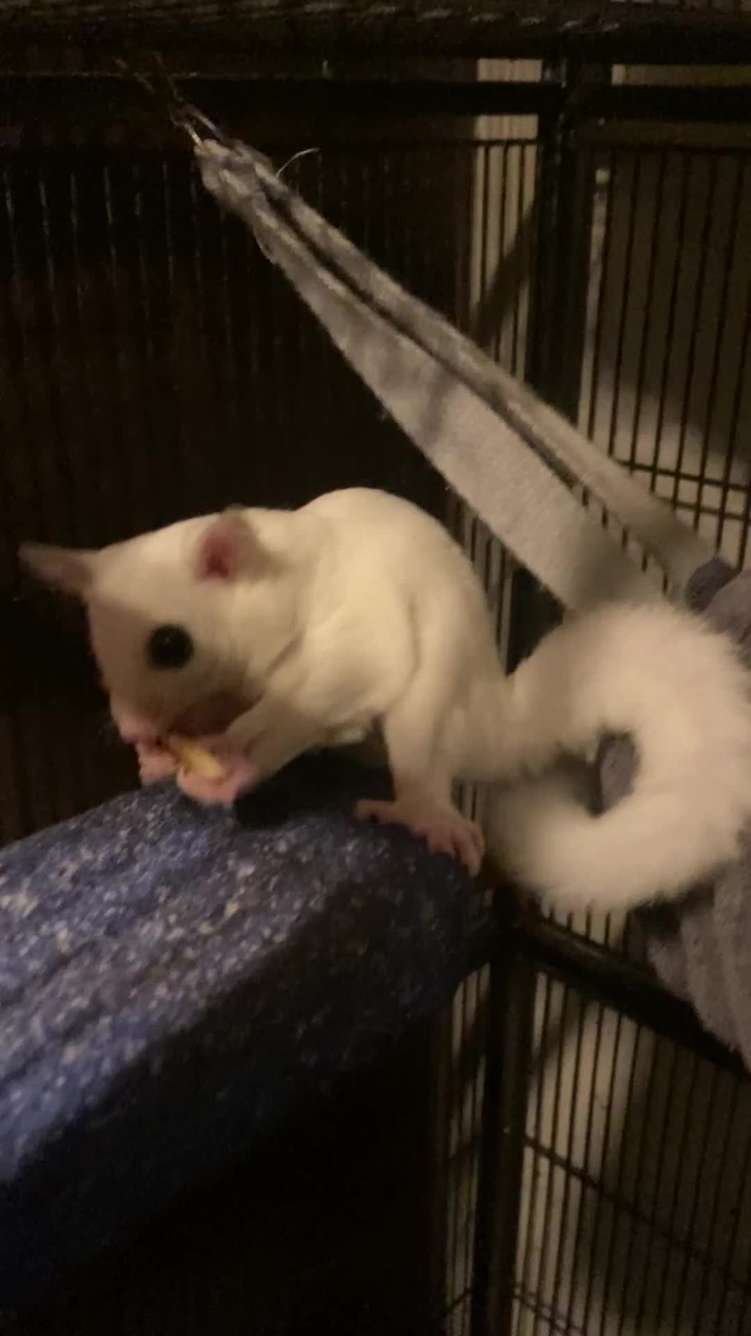 Sugar Glider rodents for sale: Baby leu sugar gliders and Pygmy hedgehogs  - Video 1