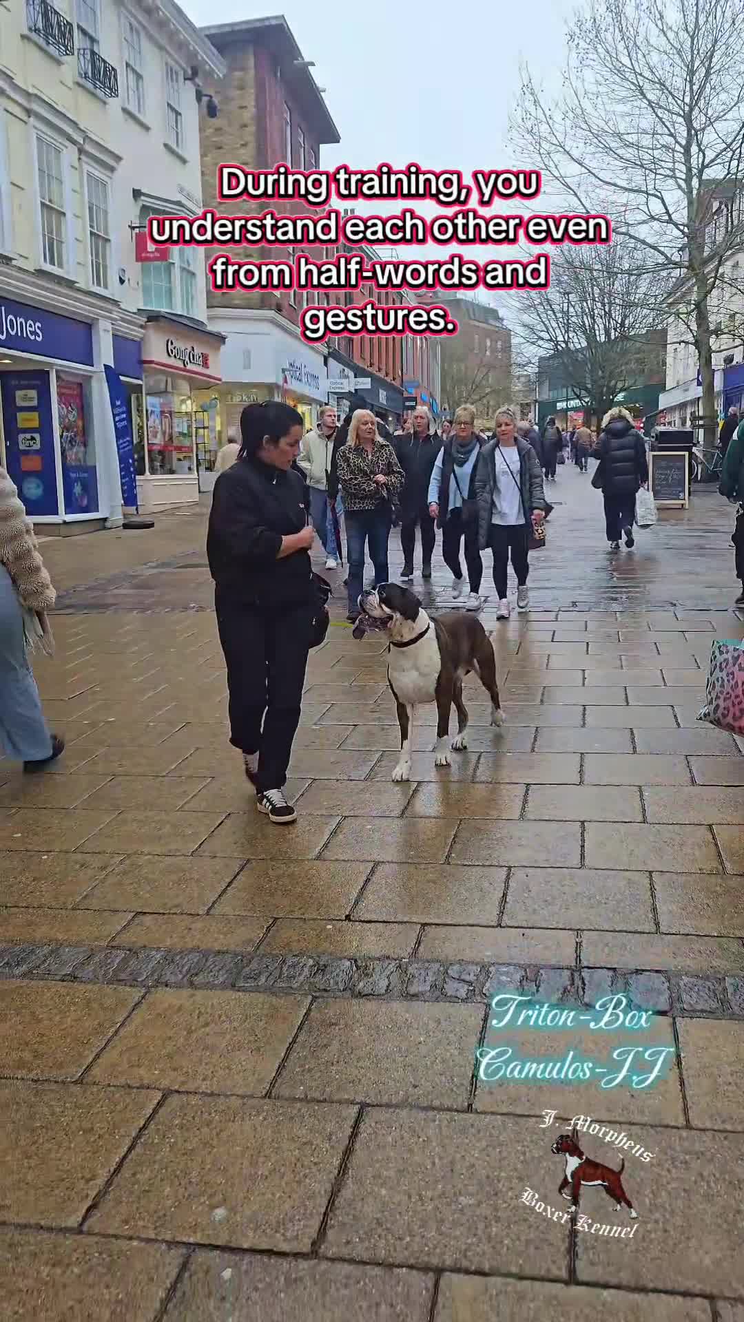 Boxer dogs for stud: 100% pure German Boxers in Norwich - Video 1