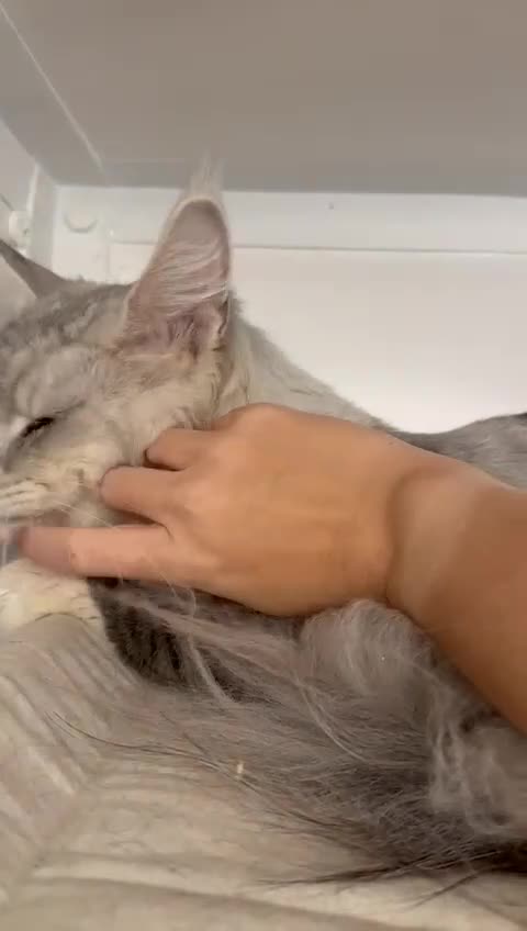 Maine Coon cats for stud:  ⭐️ SIR CLYDE ⭐️ STUD AVAILABLE ⭐️ POLYDACTYL ⭐️ - Video 2