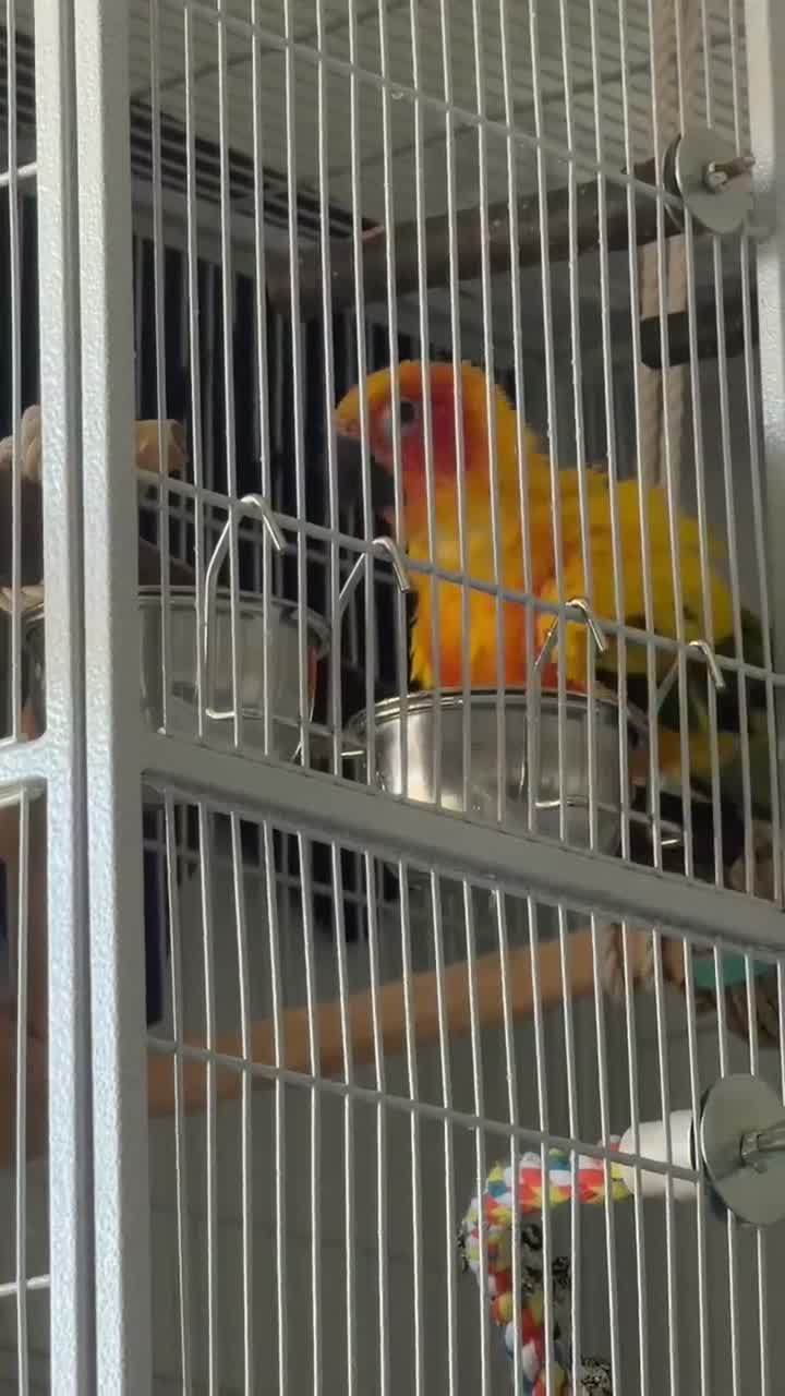 Conures birds for sale: Sun Conure Rehoming!  - Video 2