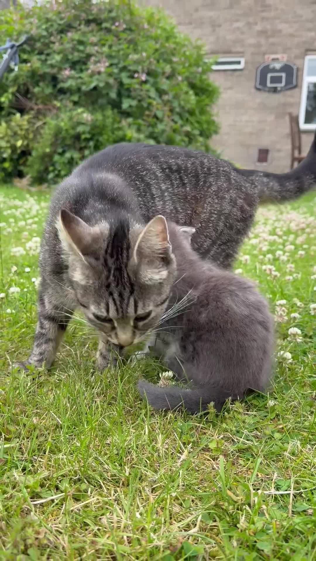 Mixed Breed cats for sale: Tabby  - Video 1