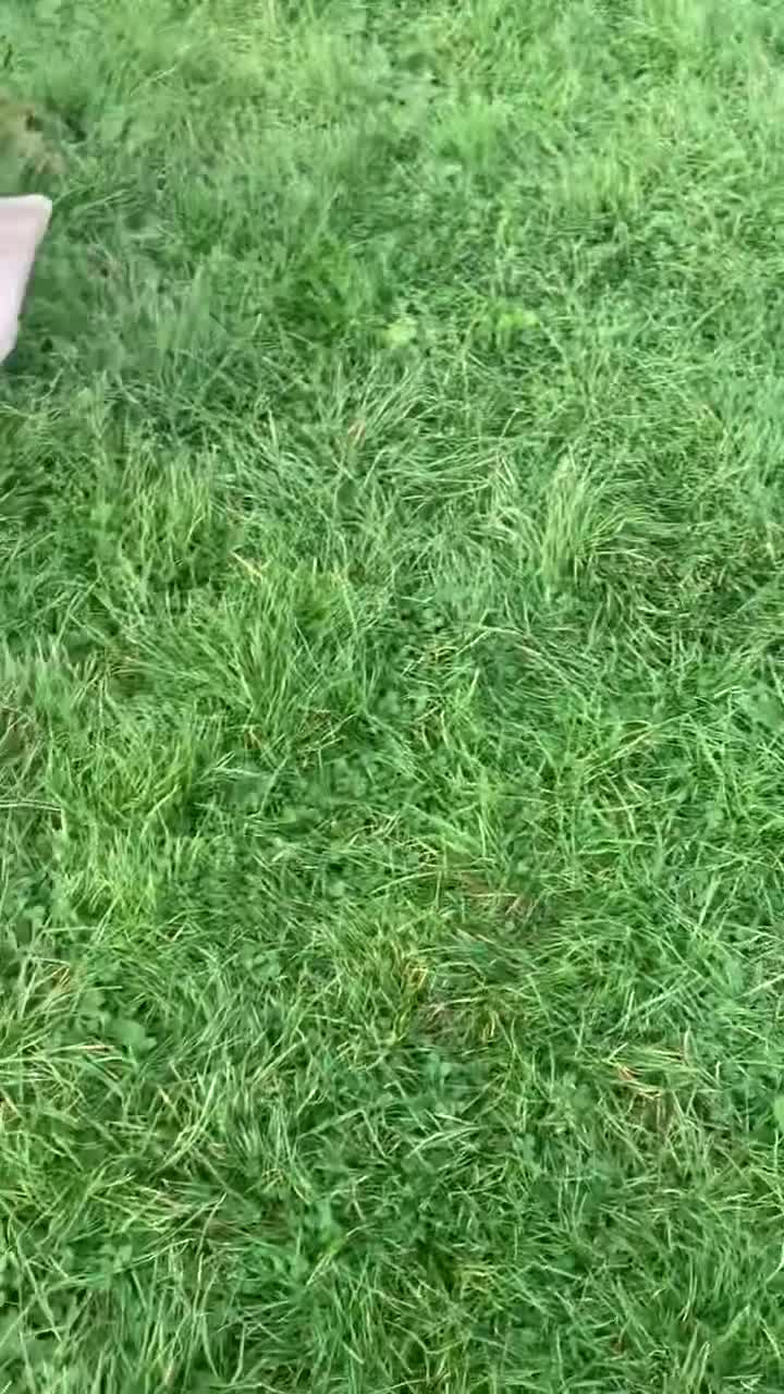 Dobermann dogs for sale: Male cream tan Doberman  - Video 1