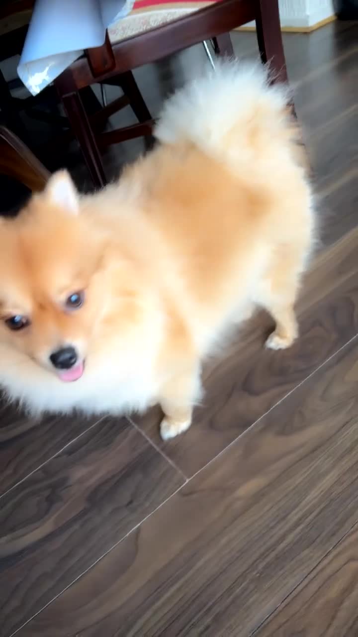 Pomeranian dogs for stud: Pomerian  - Video 3