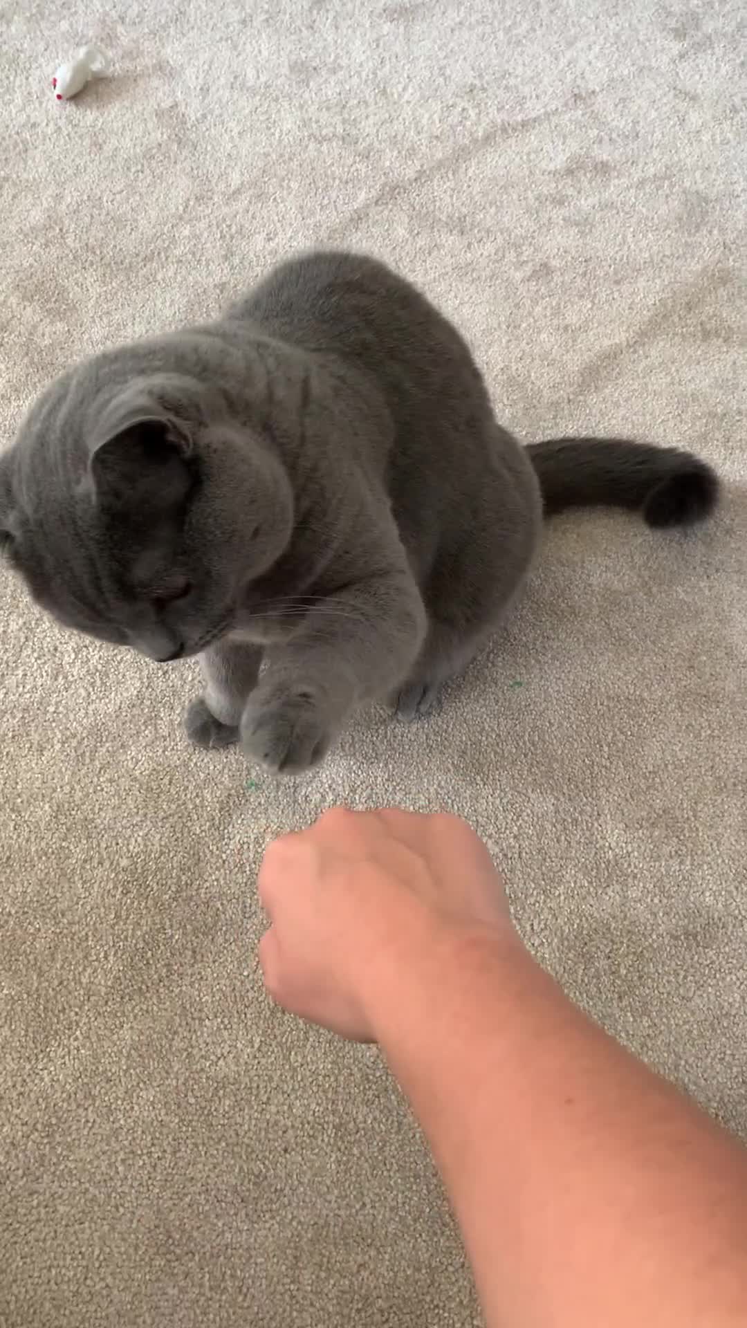 British Shorthair cats for sale: A loving and very affectionate 6 year old BSH boy - Video 1