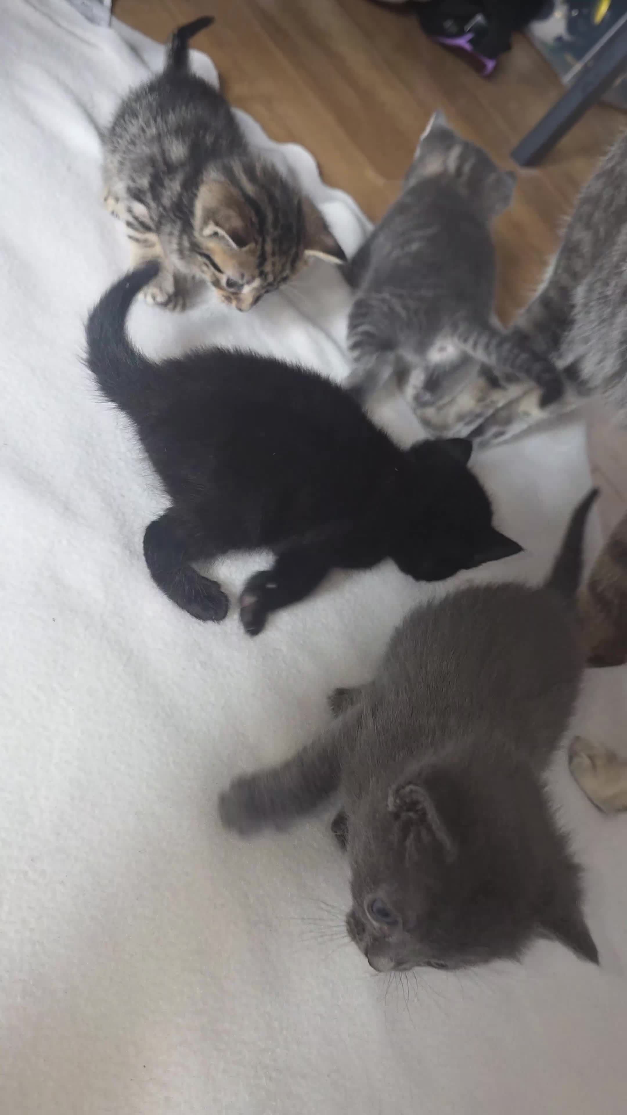 Bengal cats for sale: Beautiful coloured 1/2 Bengal Kittens in Croydon - Video 1