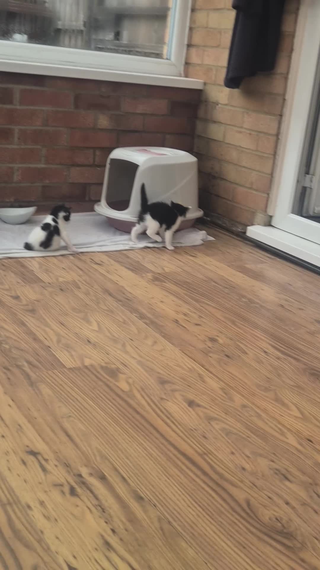 Mixed Breed cats for sale: Playful kittens🥰 - Video 1