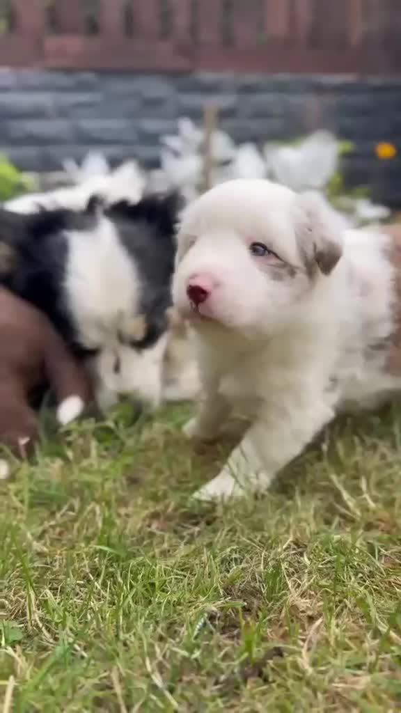 Border Collie dogs for sale: Merle Blue Eye Border Collie Pups - KC Registered - Video 2