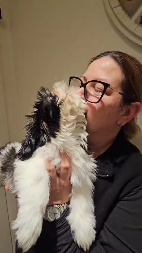 Shih Tzu dogs for sale:  💞 PURE STANDARD SHIH TZU 💕 - Video 5