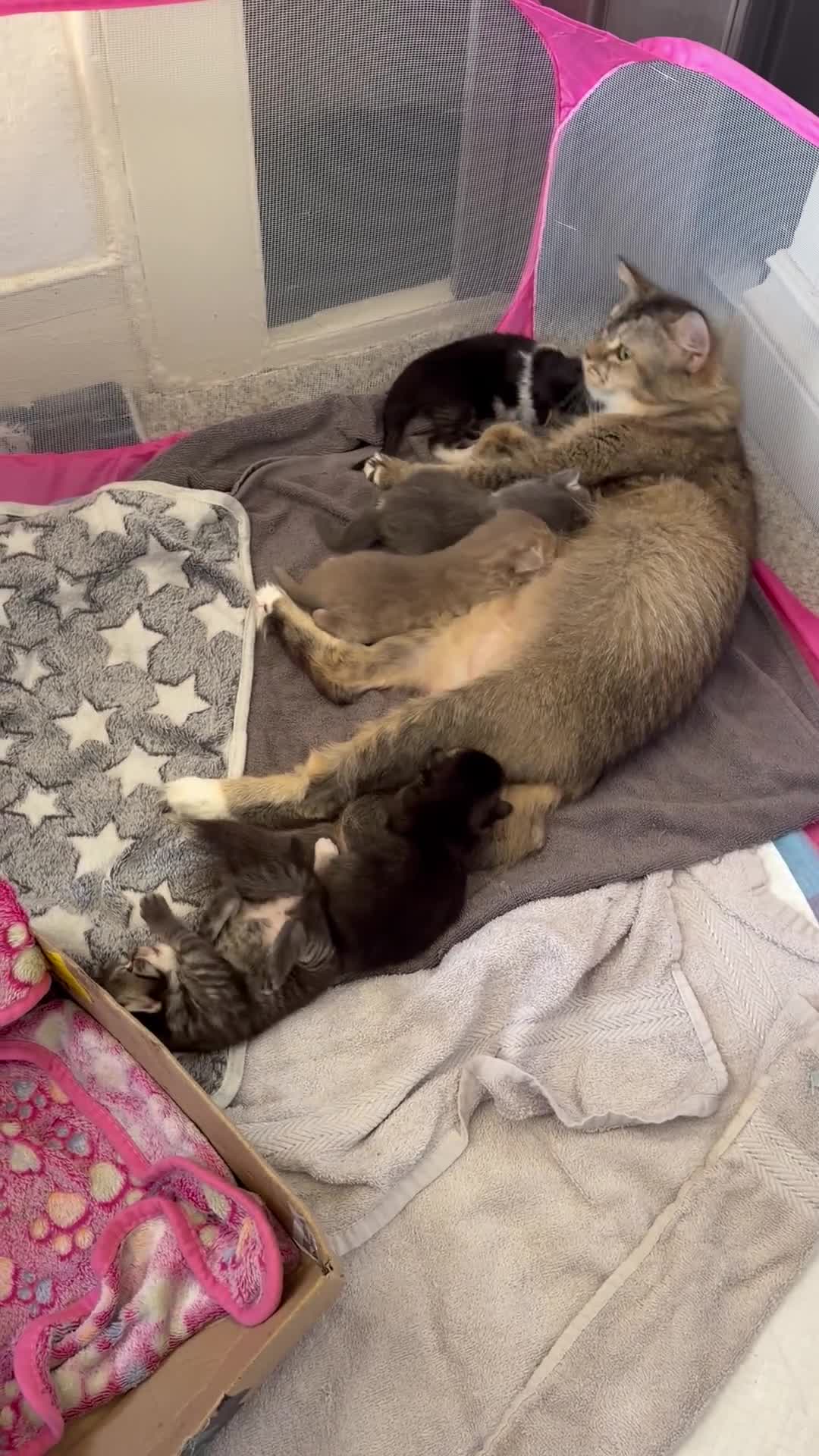 Mixed Breed cats for sale: Beautiful litter of fluffy kittens  - Video 1