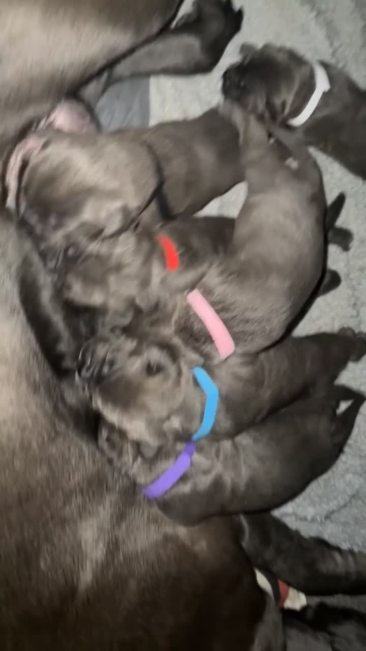 Cane Corso dogs for sale: Beautiful blue cane corsos - Video 4