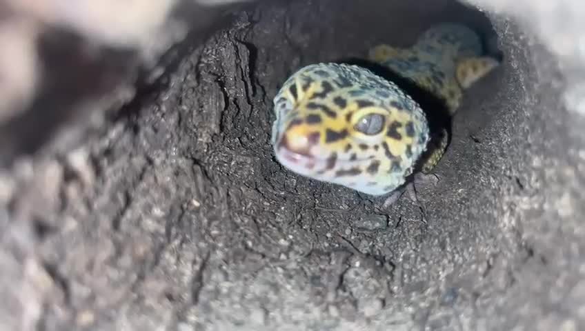 Leopard Gecko reptiles for sale: Male & female leopard gecko in London - Video 1